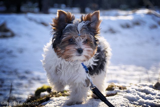 Baby Grant in de sneeuw